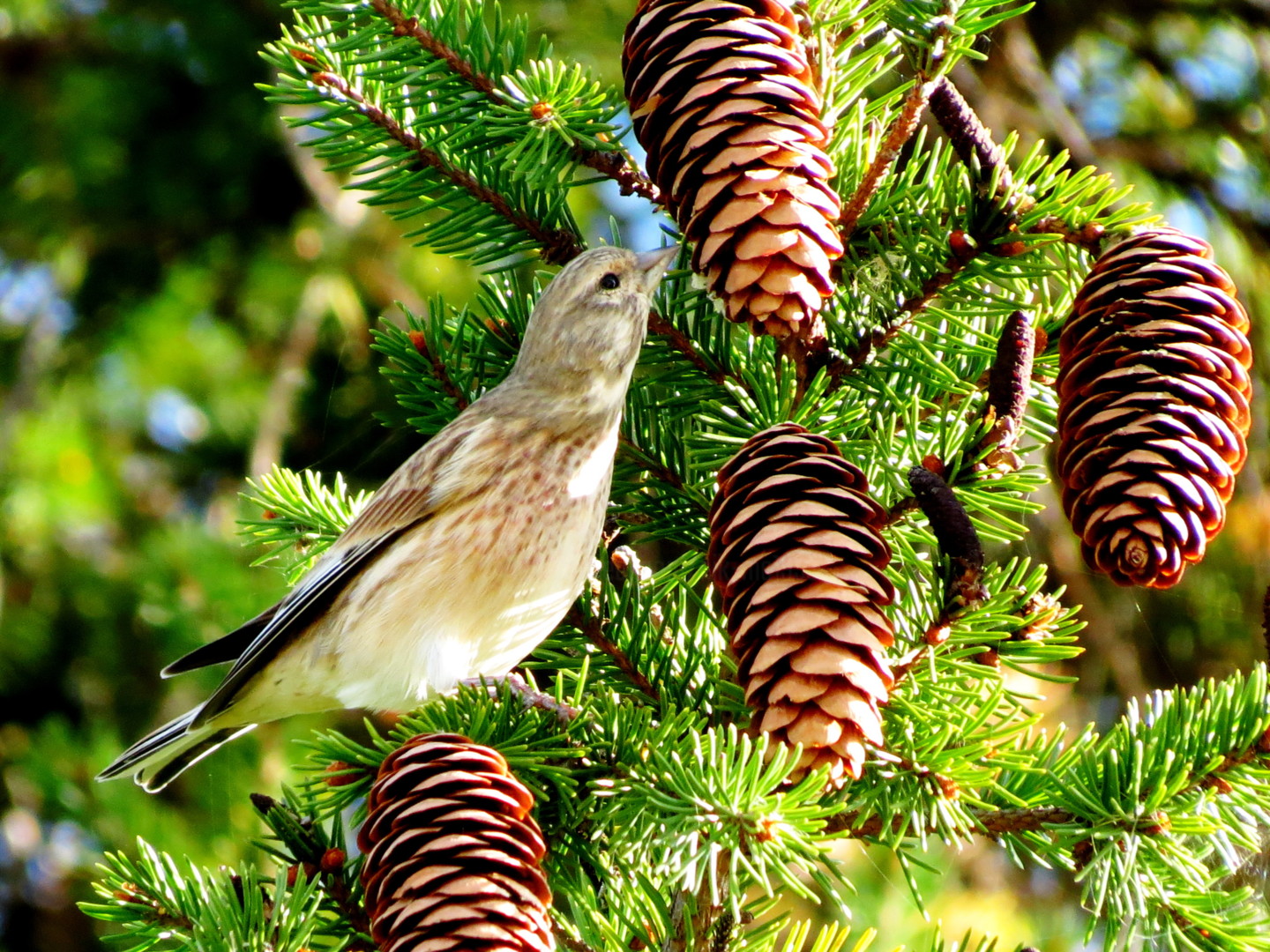 клёст-еловик клюв. клёст-еловик зимой. сосновый клест птица. ель клест белка. какие птицы едят семена ели.