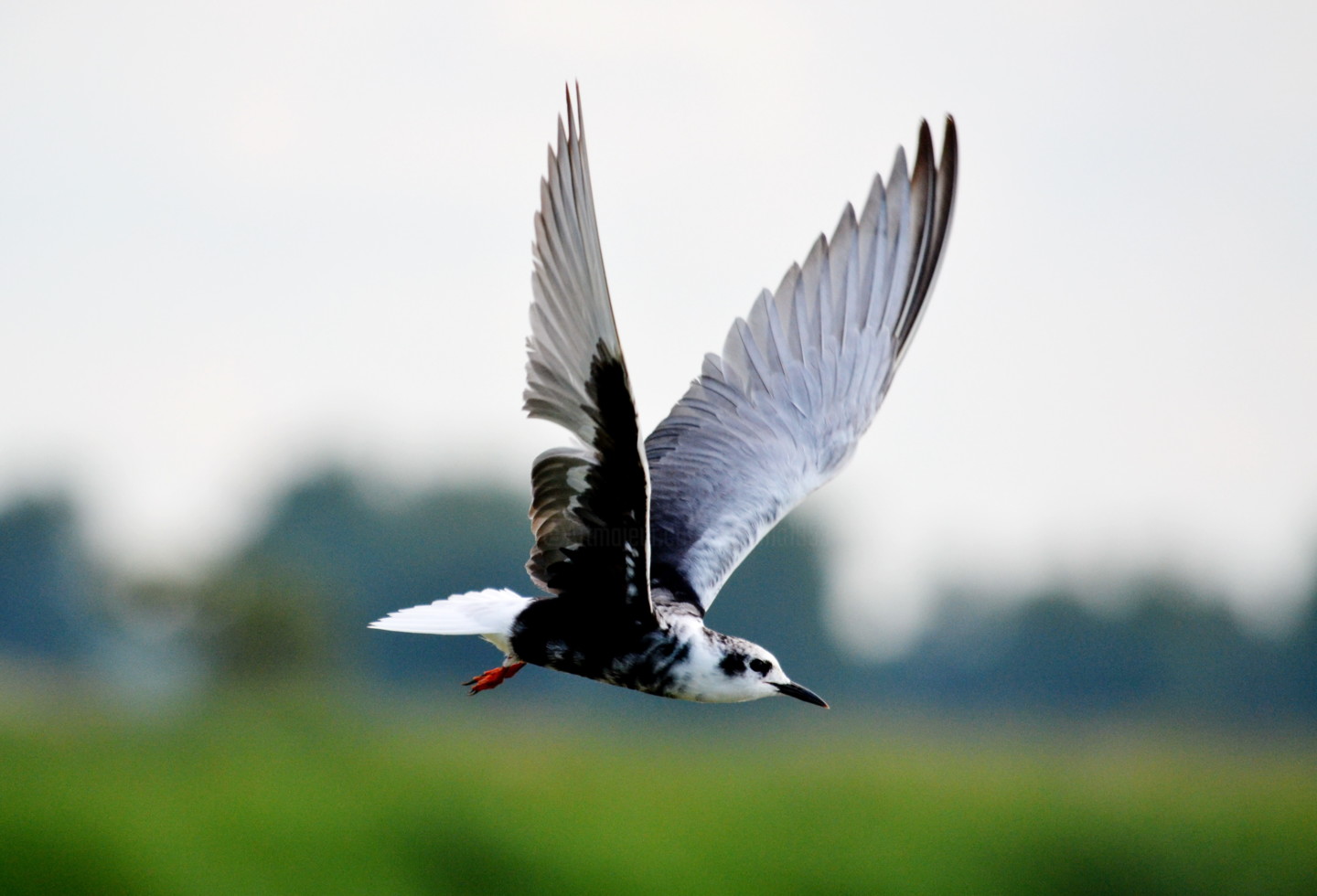 чайка баклан альбатрос. чайка птица фото на взлете. чайка размах крыльев. чайки над морем гифка. чйка елсрсааин.