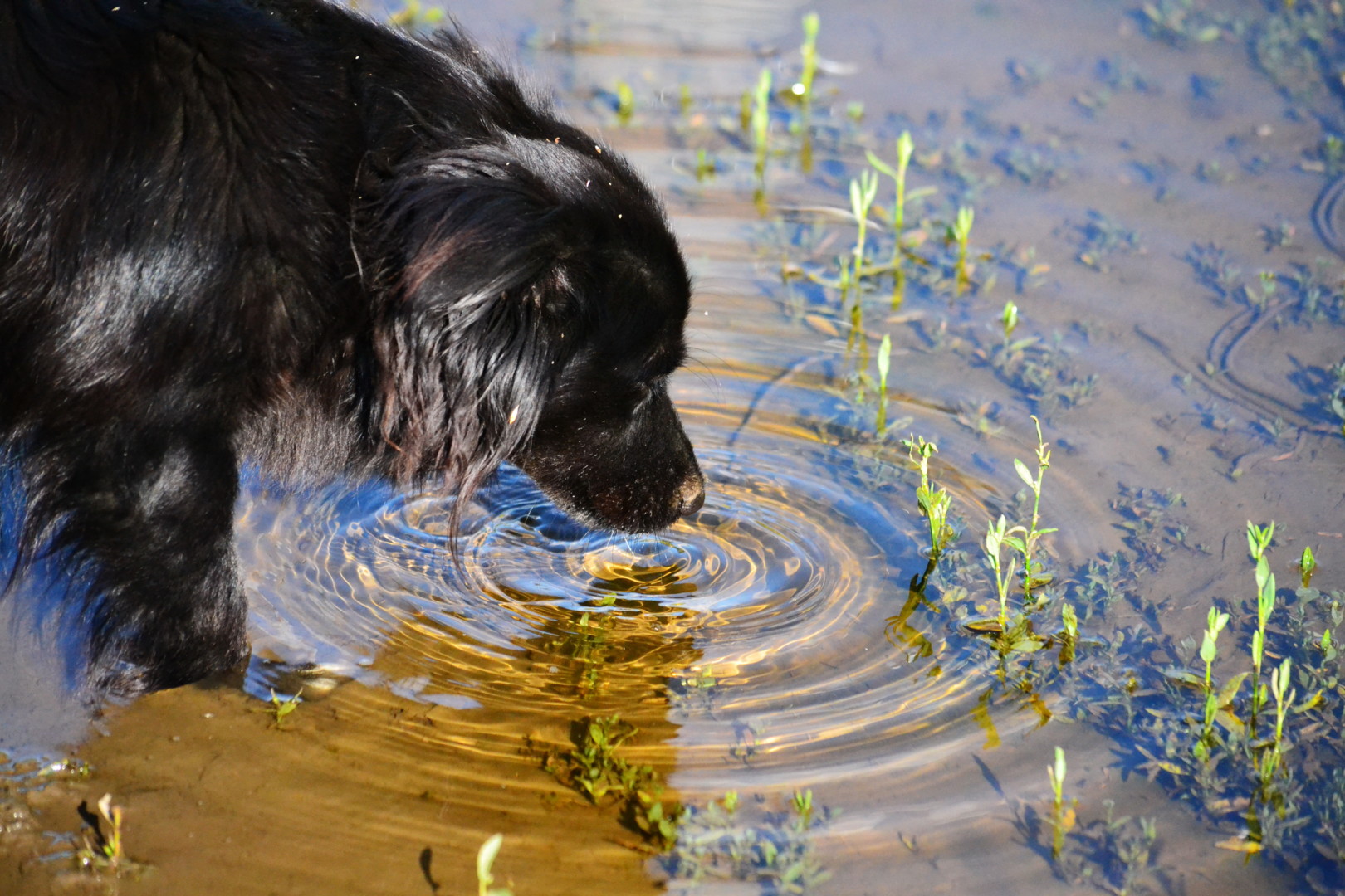 Щенок не пьет воду. Собака пьет воду. Собака лакает. Собака пьет из лужи.