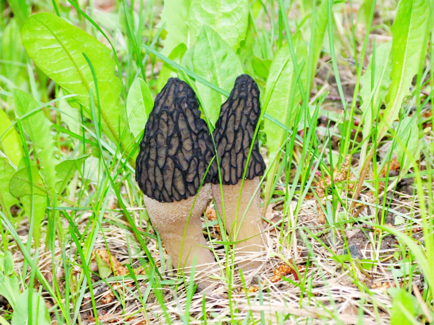 Сморчок полевой. Весенние грибы сморчки. Цветок похожий на гриб сморчок. Сморчки с папоротником.