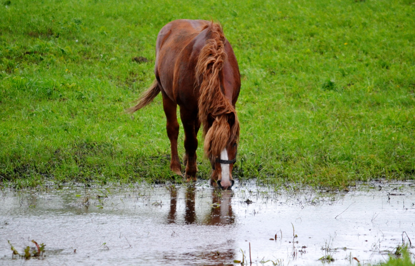 Лошадь пьющая воду