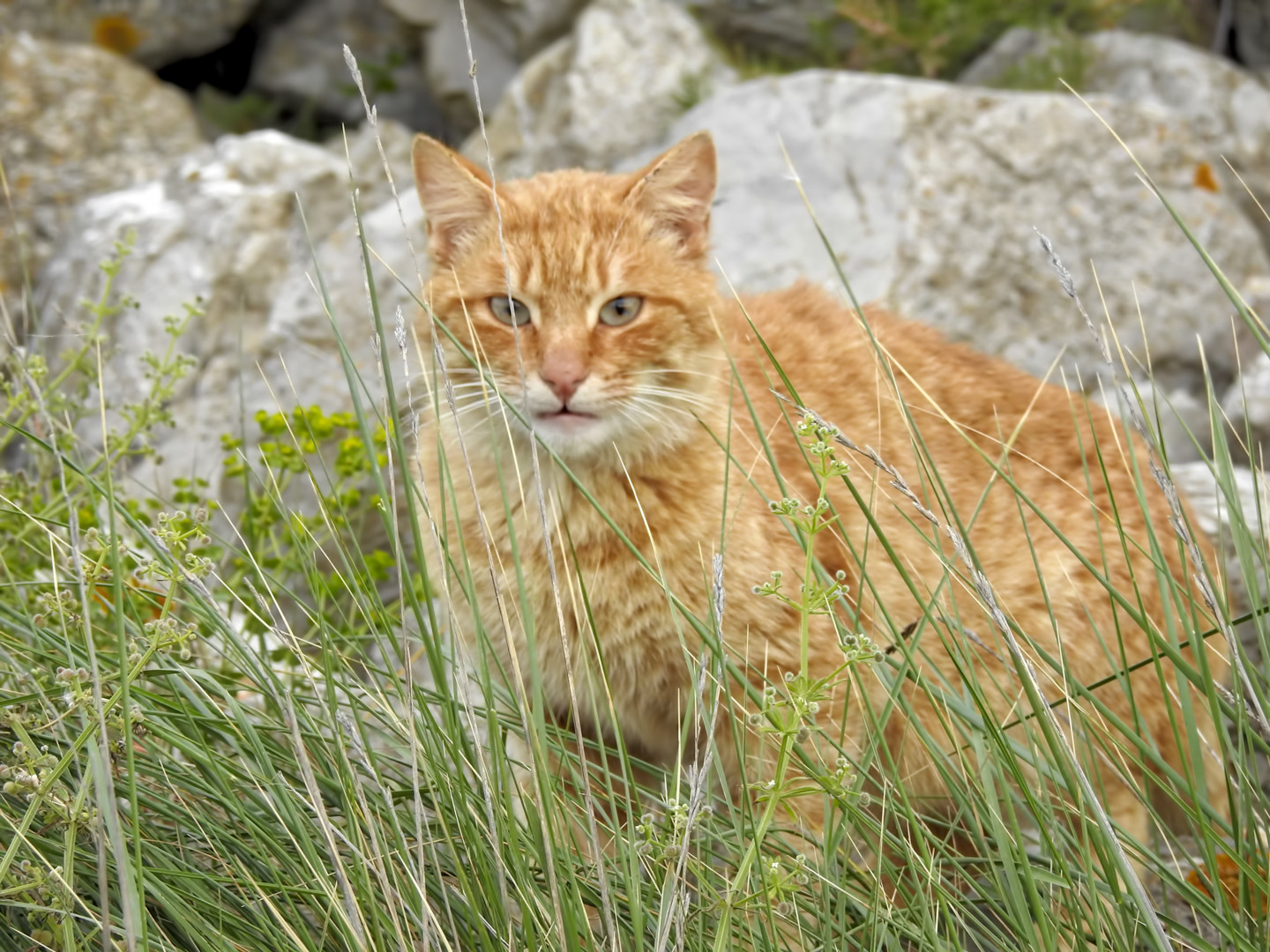 rencontre furtive