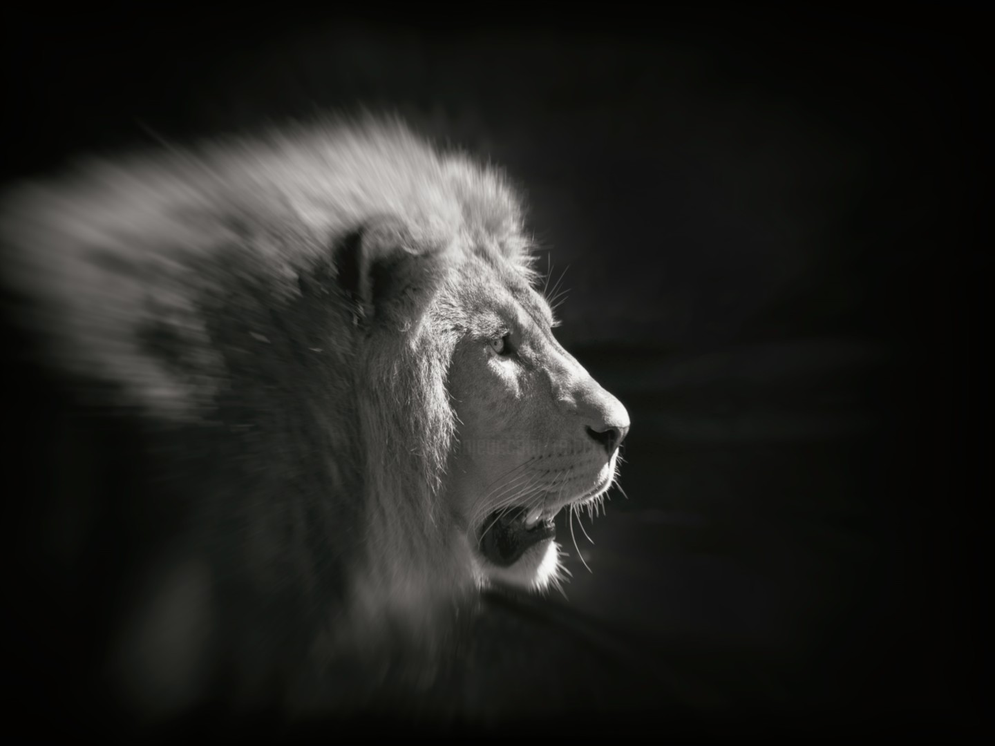 Löwe in schwarzweiß Photography by Reiner Borner Artmajeur