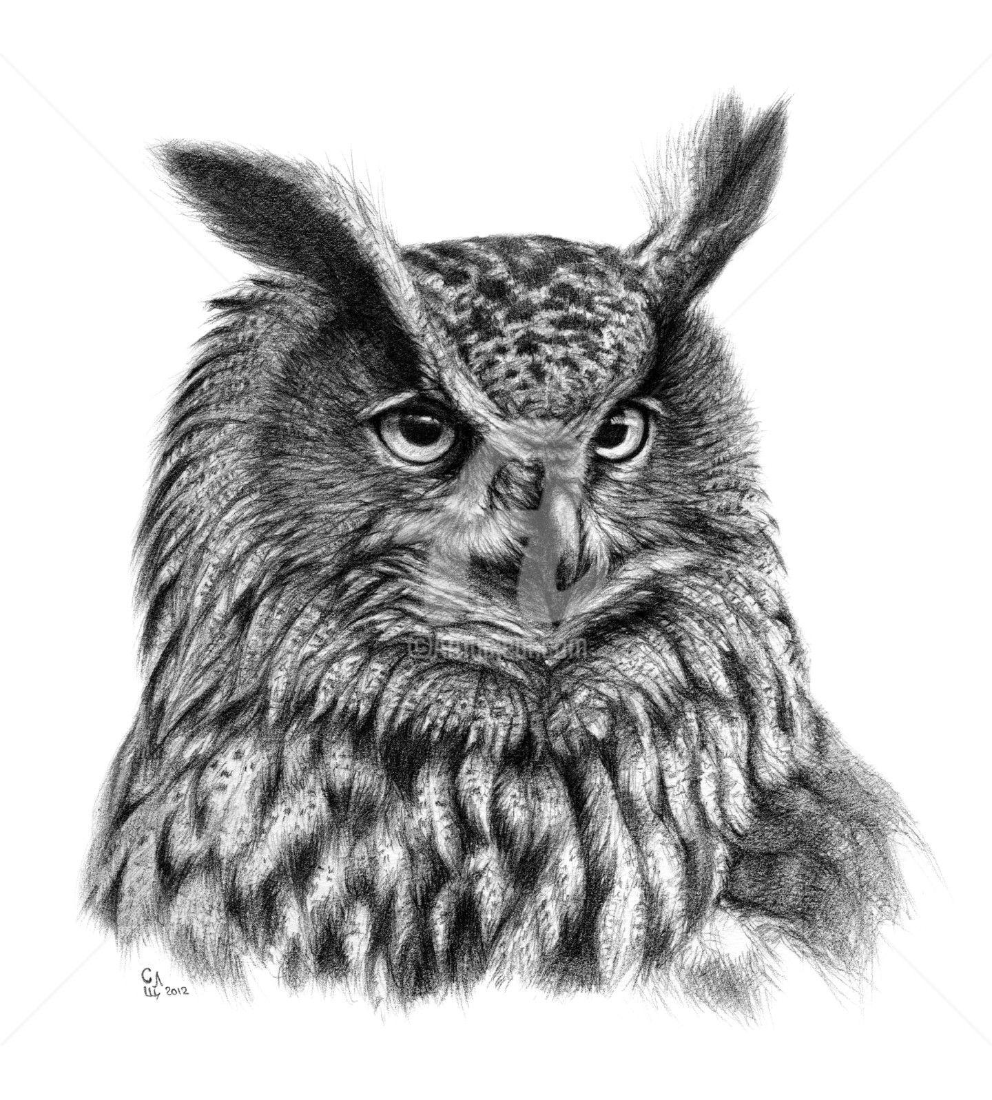 Hibou Grand Duc Bubo Bubo G045 Drawing By Svetlana Ledneva Schukina Artmajeur