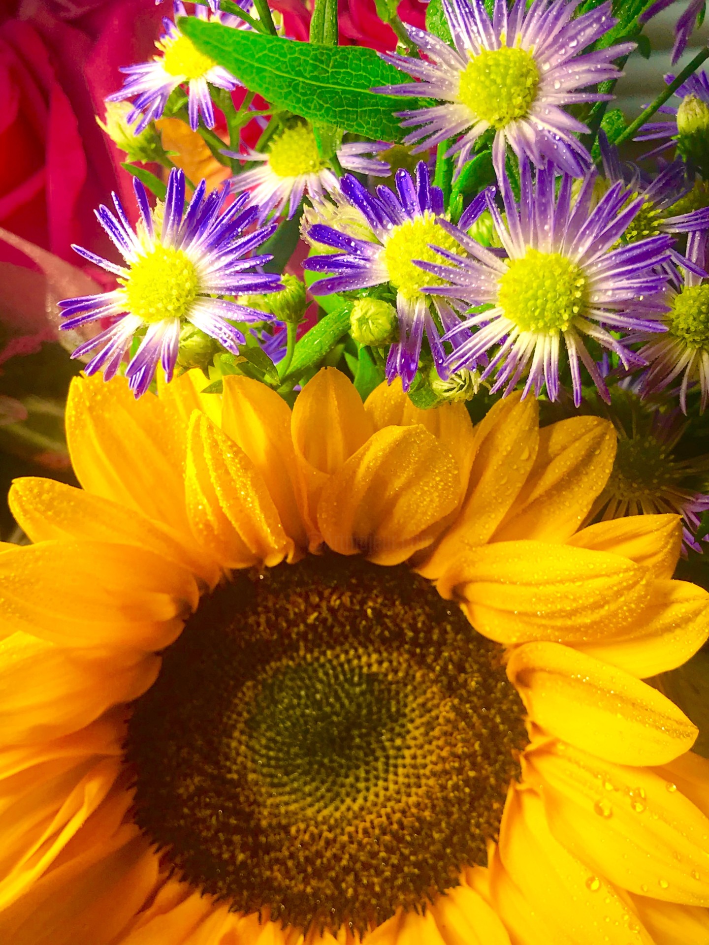 Sunflower and Daisies with Rose Photography by Stephen D. Smith Artmajeur