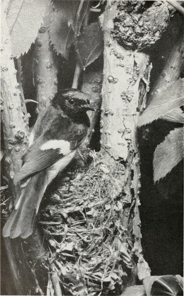 エリオット・ポーター 1985年 ポスター「睡蓮」メトロポリタン美術館 額無 i☆New York ～ The Metropolitan Museum of Art 〜 : i☆Paris