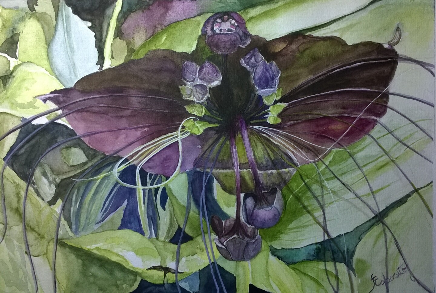 Flor Morcego - Fiore Pipistrelo, Painting by Solange Esposito (SEsposito) |  Artmajeur