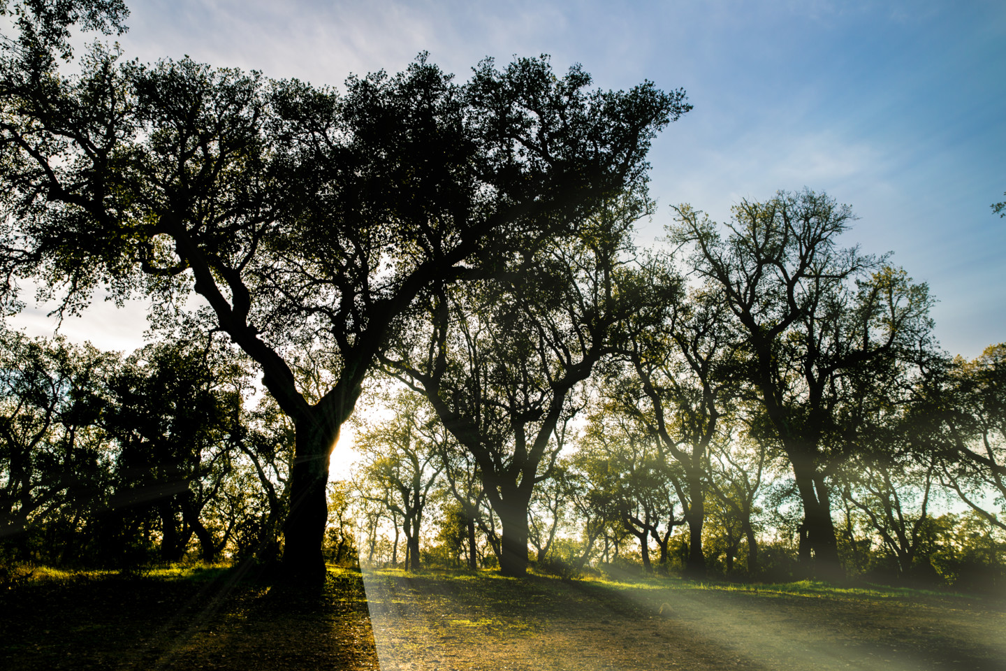 Arbres En Contre Jour, Fotografia por Adam Bahia Artmajeur
