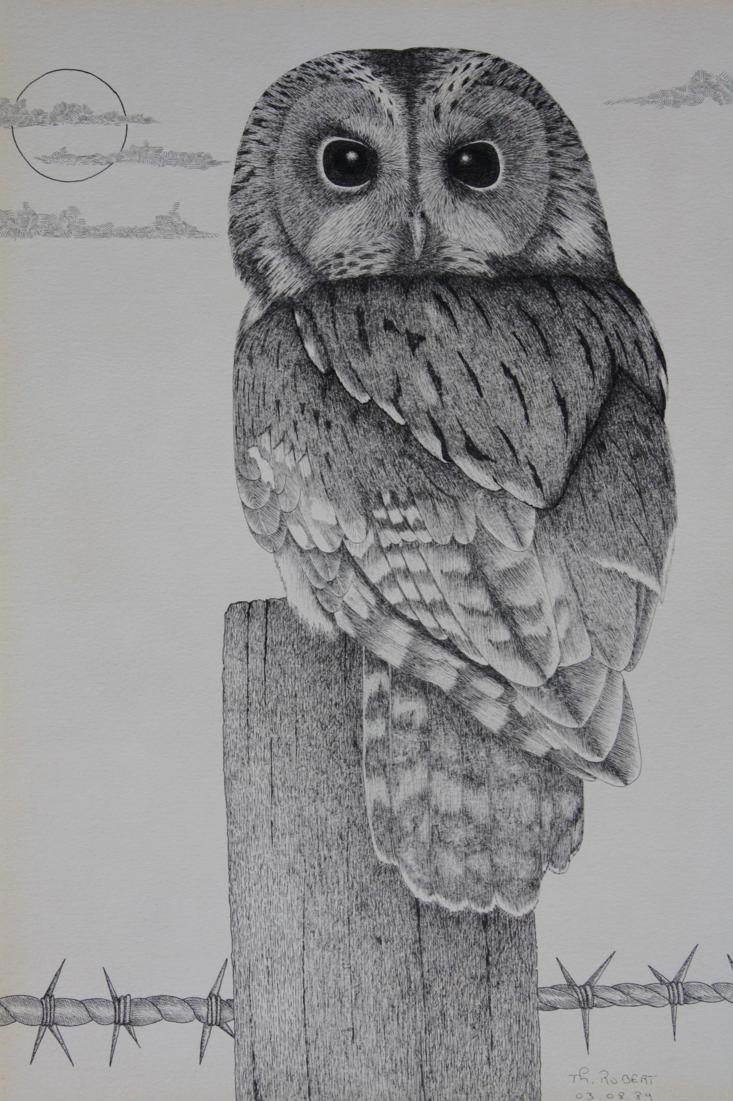 Chouette Hulotte Dessin Par Thierry Robert Artmajeur Chouette Hulotte Dessin Par Thierry Robert Artmajeur