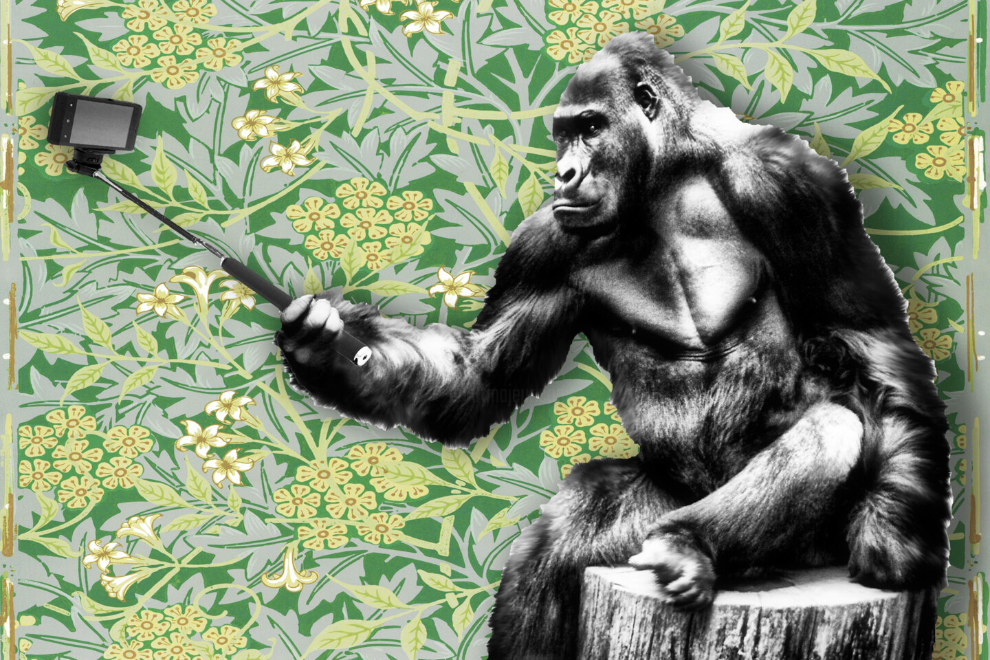 Gorilla Selfie Stick Image,, Painting by Tony Rubino | Artmajeur