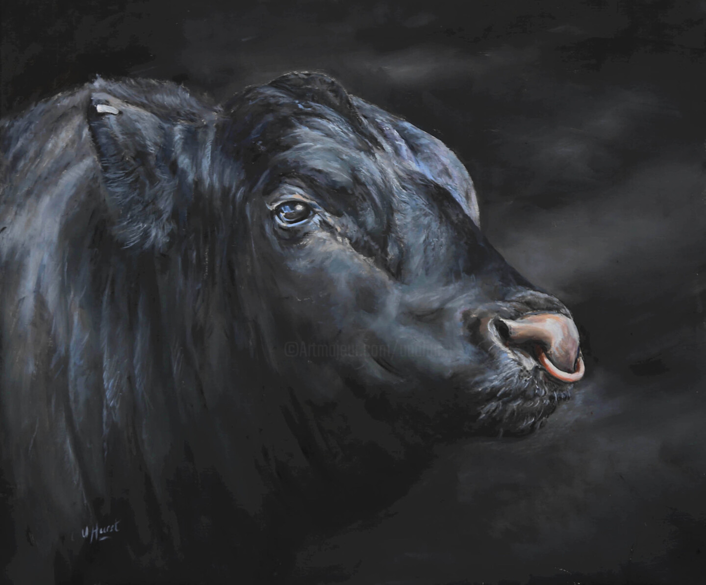 Aberdeen Angus Show Bull, Картина - Una Hurst | Artmajeur