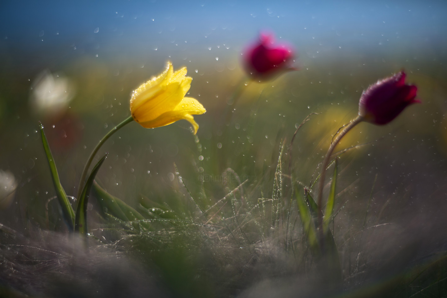 Flower, Photography Vadim | Artmajeur