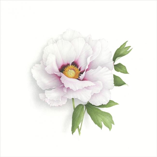 Pivoine Arbustive. Tree Peony, Painting by Vincent Jeannerot | Artmajeur