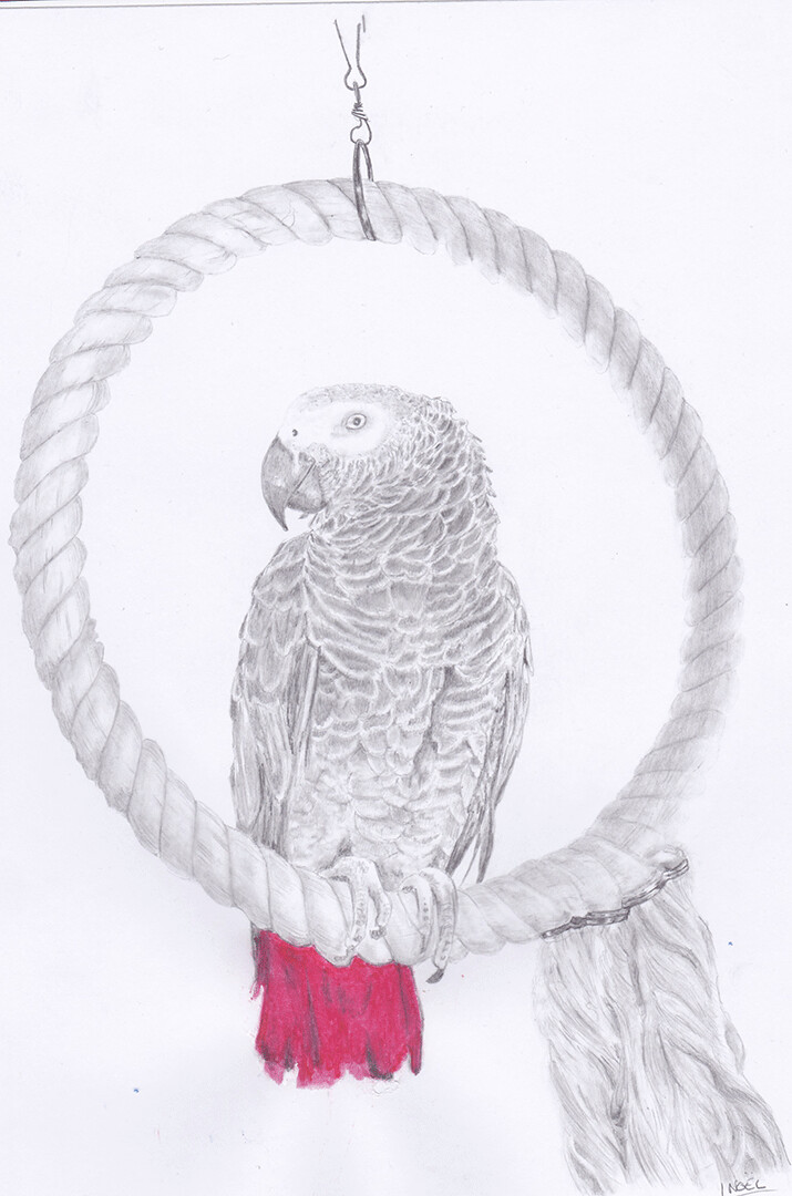 Perroquet Gris Du Gabon Drawing By Dessinludo Artmajeur