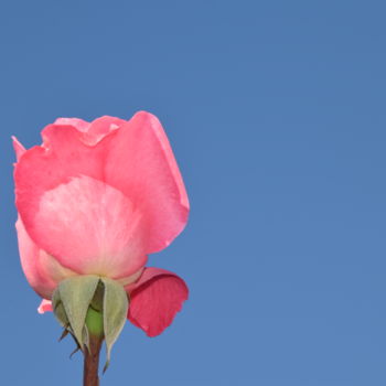 Photographie intitulée "Rosa" par Precious Wordsofbub, Œuvre d'art originale, Photographie numérique