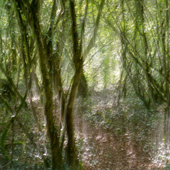 Fotografia intitolato "forêt féerique" da A.T Photographie, Opera d'arte originale, Fotografia digitale