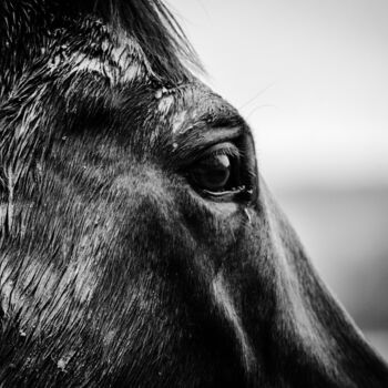 Photography titled "Horse blackandwhite" by A.T Photographie, Original Artwork, Digital Photography