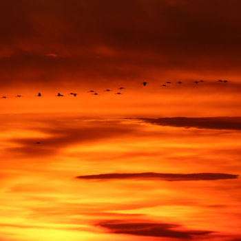 Photographie intitulée "Grues cendrées au s…" par Alexandre Van Der Yeught, Œuvre d'art originale