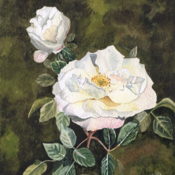 Картина под названием "White Rose Watercol…" - Shweta Mahajan, Подлинное произведение искусства, Акварель