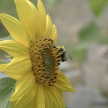 Photography titled "- Bee On Sun Flower…" by Anita Baker, Original Artwork