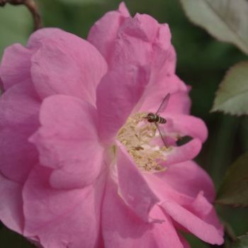 Фотография под названием "- Insect On Pink Fl…" - Anita Baker, Подлинное произведение искусства