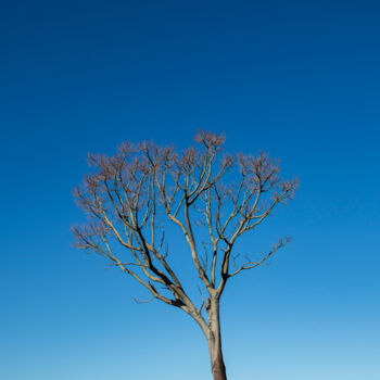 Photographie intitulée "Dry Root" par Abreu, Œuvre d'art originale, Photographie numérique
