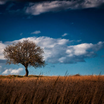 「Lonely tree in spri…」というタイトルの写真撮影 Absenth Photographyによって, オリジナルのアートワーク