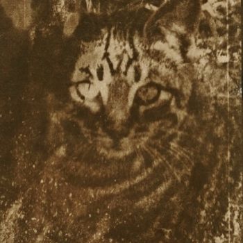 Fotografía titulada "Le petit tigre" por Ariane Canta-Brejnik, Obra de arte original, Fotografía no manipulada