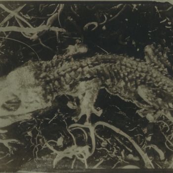 제목이 "gekko"인 사진 Ariane Canta-Brejnik로, 원작, 조작되지 않은 사진