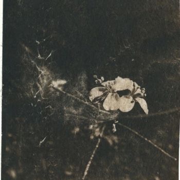 Photographie intitulée "Petite fleur 3" par Ariane Canta-Brejnik, Œuvre d'art originale, Photographie non manipulée