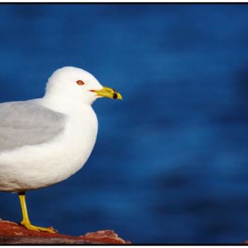 Photography titled "Classic Seagull" by Nicolas Lapierre, Original Artwork
