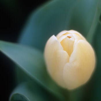 Photography titled "A Tulip" by Adrian One, Original Artwork, Analog photography