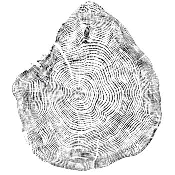 Отпечатки и Гравюры под названием "Sapin de Douglas. 5…" - Adrien Thivolle (l'âge des arbres), Подлинное произведение искусс…