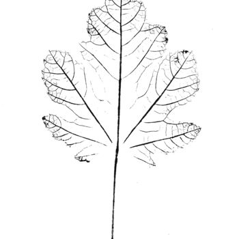 "Figuier.I (feuille)" başlıklı Baskıresim Adrien Thivolle (l'âge des arbres) tarafından, Orijinal sanat, Mürekkep