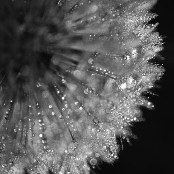 Photography titled "Dandelion vibes n°1" by Séverine Maigre (AERIN m.), Original Artwork, Digital Photography Mounted on Oth…