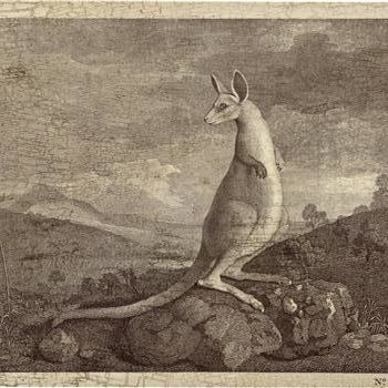 Zeichnungen mit dem Titel "Kangaroo" von Aged Artwork, Original-Kunstwerk