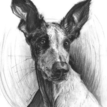 Zeichnungen mit dem Titel "Ibizan Hound Dog" von Agnieshka Siwek, Original-Kunstwerk, Kohle