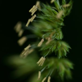 "Plante Herbacée" başlıklı Fotoğraf Sophie Agogué tarafından, Orijinal sanat, Dijital Fotoğrafçılık