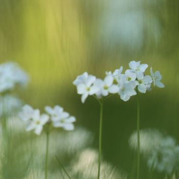 Fotografía titulada "Fleurs 1" por Sophie Agogué, Obra de arte original, Fotografía digital