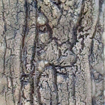 Malerei mit dem Titel "IceWood" von A Guerard, Original-Kunstwerk, Acryl