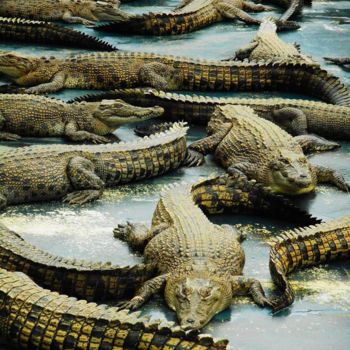 Photography titled "Ferme de crocodiles" by A Guerard, Original Artwork