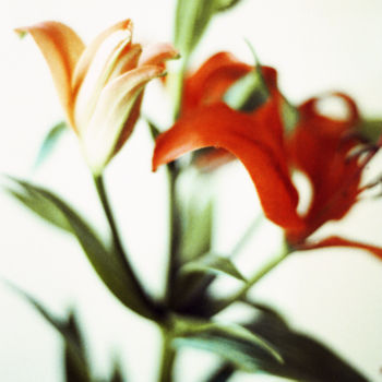 Fotografia intitolato "Flower" da Agustín Armanino Méndez, Opera d'arte originale, fotografia a pellicola