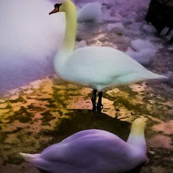 Photography titled "elegancy" by Ahmet Reha Demir, Original Artwork, Non Manipulated Photography