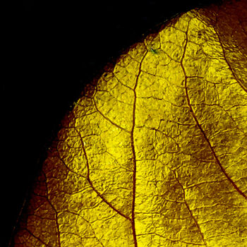 Fotografía titulada "gold leaf" por Ahmet Reha Demir, Obra de arte original, Fotografía no manipulada