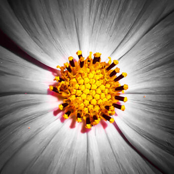 Photography titled "flower on the sidew…" by Ahmet Reha Demir, Original Artwork, Non Manipulated Photography