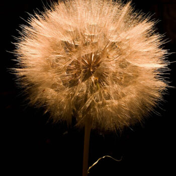 Photography titled "dandelion" by Ahmet Reha Demir, Original Artwork, Non Manipulated Photography