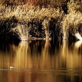 Photography titled "golden reflections" by Ahmet Reha Demir, Original Artwork, Non Manipulated Photography