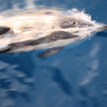 Fotografia zatytułowany „dolphin” autorstwa Ahmet Cihan Güçkan, Oryginalna praca, Fotografia cyfrowa
