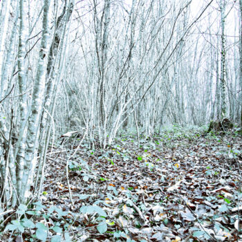 Fotografía titulada "Sous-bois 1" por Alain Boulivet, Obra de arte original, Fotografía digital Montado en Aluminio