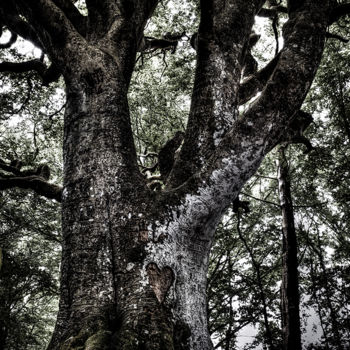 Fotografia zatytułowany „L'arbre au coeur” autorstwa Alanig Keltz, Oryginalna praca